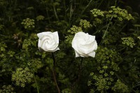 /album/papel-alto-del-viento/imagen-3-jpg/